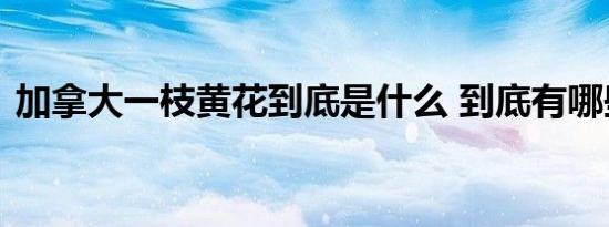 加拿大一枝黄花到底是什么 到底有哪些危害