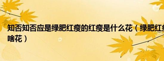 知否知否应是绿肥红瘦的红瘦是什么花（绿肥红瘦的红瘦是啥花）