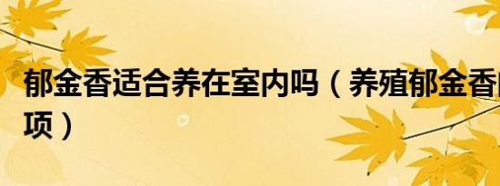 郁金香适合养在室内吗（养殖郁金香的注意事项）