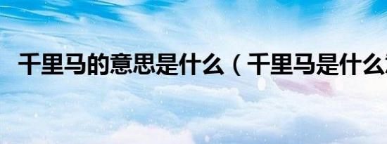 千里马的意思是什么（千里马是什么意思）