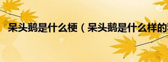 呆头鹅是什么梗（呆头鹅是什么样的称呼）