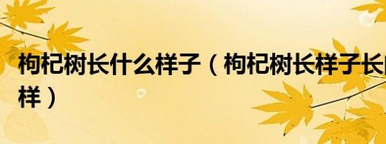 枸杞树长什么样子（枸杞树长样子长的是什么样）