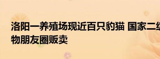 洛阳一养殖场现近百只豹猫 国家二级保护动物朋友圈贩卖