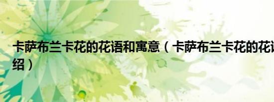 卡萨布兰卡花的花语和寓意（卡萨布兰卡花的花语和寓意介绍）