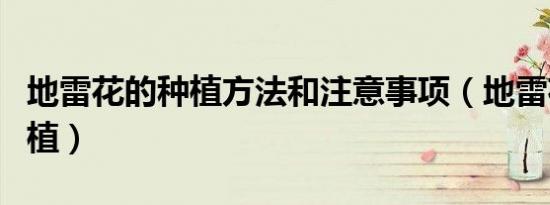 地雷花的种植方法和注意事项（地雷花如何种植）