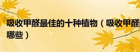 吸收甲醛最佳的十种植物（吸收甲醛的植物有哪些）