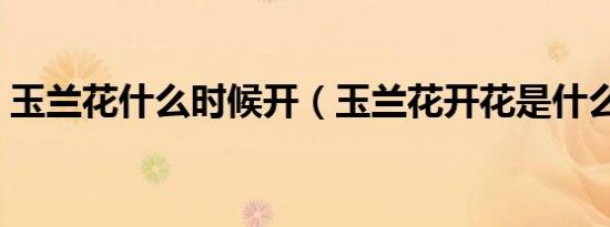 玉兰花什么时候开（玉兰花开花是什么时候）