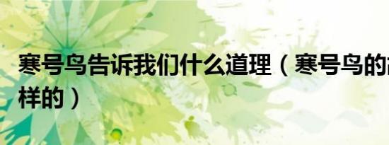 寒号鸟告诉我们什么道理（寒号鸟的故事是怎样的）