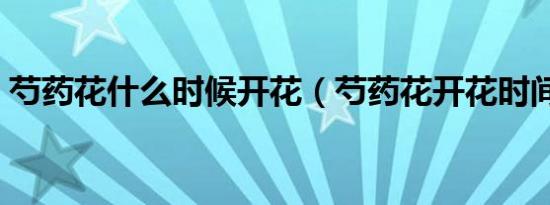 芍药花什么时候开花（芍药花开花时间介绍）