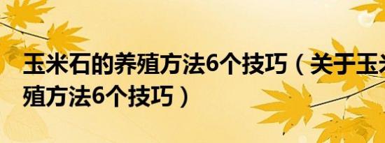 玉米石的养殖方法6个技巧（关于玉米石的养殖方法6个技巧）