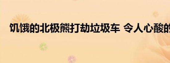 饥饿的北极熊打劫垃圾车 令人心酸的一幕