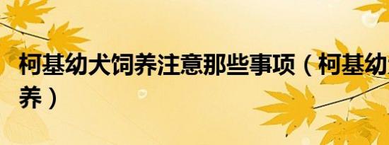 柯基幼犬饲养注意那些事项（柯基幼犬如何饲养）