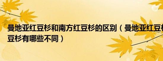 曼地亚红豆杉和南方红豆杉的区别（曼地亚红豆杉和南方红豆杉有哪些不同）