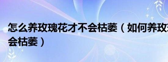怎么养玫瑰花才不会枯萎（如何养玫瑰花才不会枯萎）
