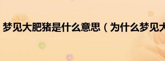 梦见大肥猪是什么意思（为什么梦见大肥猪）
