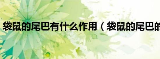袋鼠的尾巴有什么作用（袋鼠的尾巴的作用）