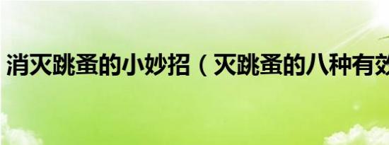消灭跳蚤的小妙招（灭跳蚤的八种有效方法）