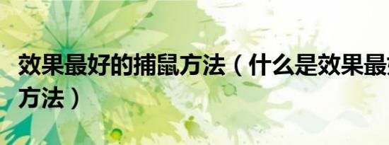 效果最好的捕鼠方法（什么是效果最好的捕鼠方法）