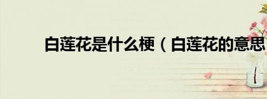 白莲花是什么梗（白莲花的意思）