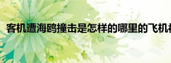 客机遭海鸥撞击是怎样的哪里的飞机被撞了