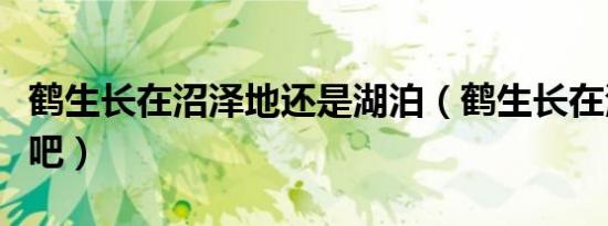 鹤生长在沼泽地还是湖泊（鹤生长在沼泽地对吧）