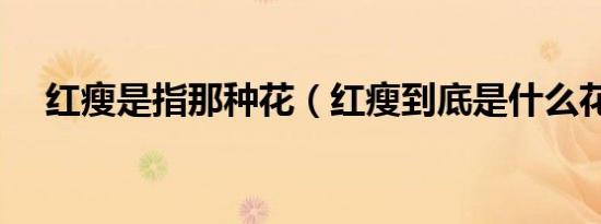 红瘦是指那种花（红瘦到底是什么花呢）