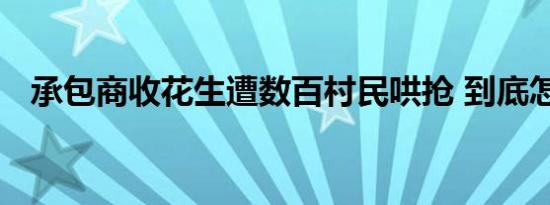 承包商收花生遭数百村民哄抢 到底怎样的