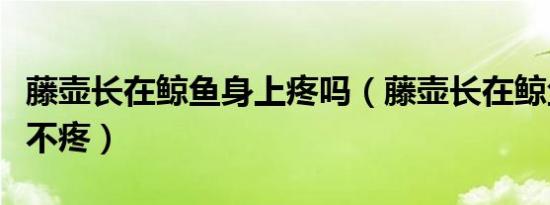 藤壶长在鲸鱼身上疼吗（藤壶长在鲸鱼身上疼不疼）