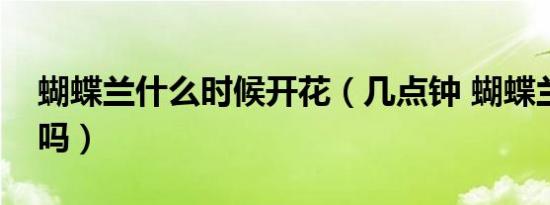 蝴蝶兰什么时候开花（几点钟 蝴蝶兰开花快吗）