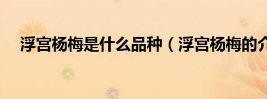 浮宫杨梅是什么品种（浮宫杨梅的介绍）