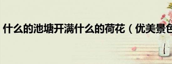 什么的池塘开满什么的荷花（优美景色造句）