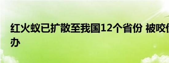 红火蚁已扩散至我国12个省份 被咬伤后怎么办