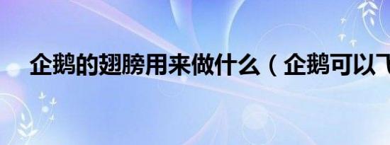 企鹅的翅膀用来做什么（企鹅可以飞吗）