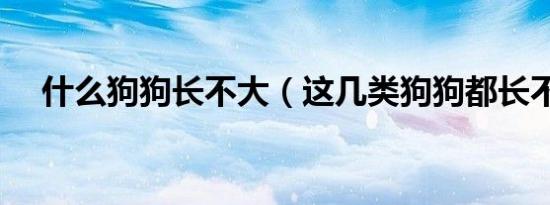 什么狗狗长不大（这几类狗狗都长不大）