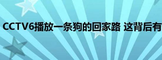 CCTV6播放一条狗的回家路 这背后有何寓意