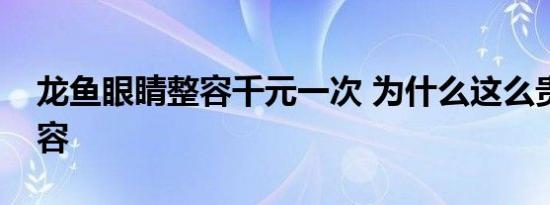 龙鱼眼睛整容千元一次 为什么这么贵怎么整容
