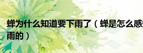 蝉为什么知道要下雨了（蝉是怎么感知快要下雨的）