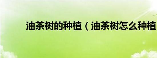 油茶树的种植（油茶树怎么种植）