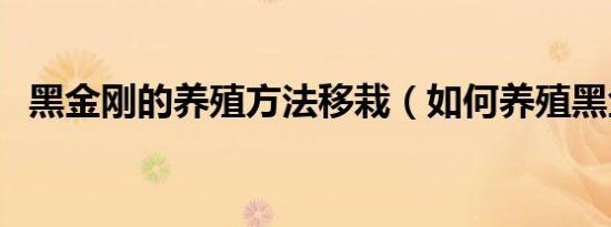 黑金刚的养殖方法移栽（如何养殖黑金刚）