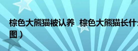 棕色大熊猫被认养 棕色大熊猫长什么样子（图）
