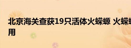 北京海关查获19只活体火蝾螈 火蝾螈有什么用