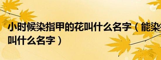 小时候染指甲的花叫什么名字（能染指甲的花叫什么名字）