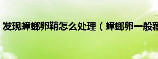 发现蟑螂卵鞘怎么处理（蟑螂卵一般藏在哪）