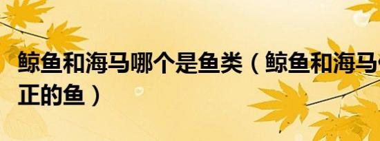 鲸鱼和海马哪个是鱼类（鲸鱼和海马什么是真正的鱼）