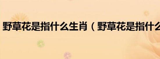 野草花是指什么生肖（野草花是指什么生肖）