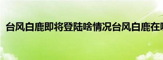 台风白鹿即将登陆啥情况台风白鹿在哪登陆