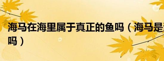 海马在海里属于真正的鱼吗（海马是海里的鱼吗）
