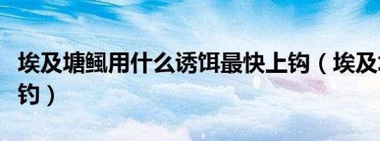 埃及塘鲺用什么诱饵最快上钩（埃及塘鲺怎么钓）