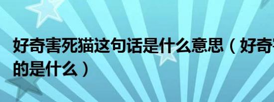 好奇害死猫这句话是什么意思（好奇害死猫指的是什么）