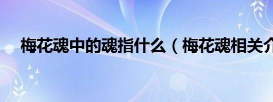梅花魂中的魂指什么（梅花魂相关介绍）